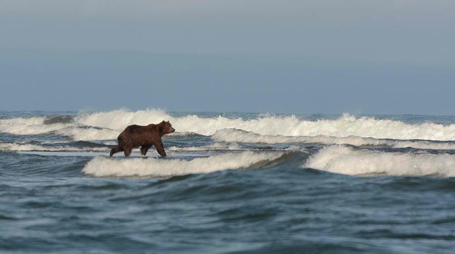 a bear in the ocean