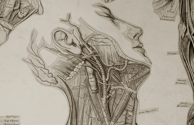 grays_anatomy_image